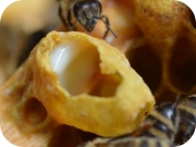 mézotthon by pásztor méhészet