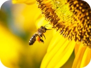 mézotthon by pásztor méhészet